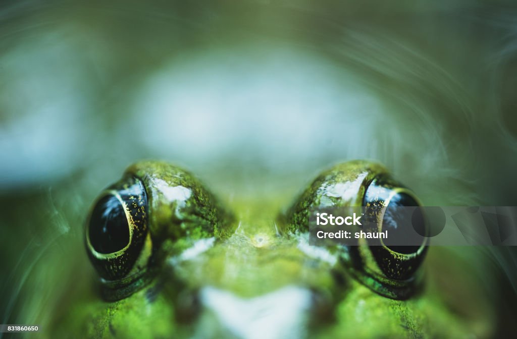 Campus green space with students